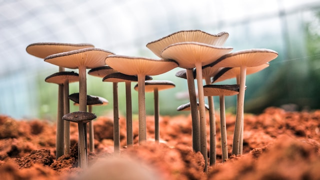 Omni Mushrooms Image